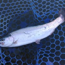 天竜川ルアーフライ専用区